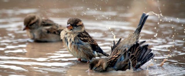 Τα σπουργίτια και τα χελιδόνια χάνονται από τις πόλεις