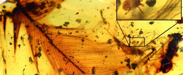 Τσιμπούρια έπιναν το αίμα δεινοσαύρων!