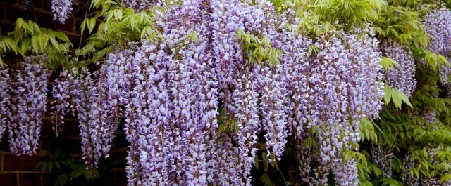 Η “γλυκίνη” μπορεί να παράξει ηλεκτρισμό