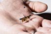 Πέταξε το Robofly, το πρώτο ασύρματο ρομποτικό έντομο