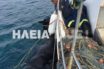 Ψαράδες σώζουν… άλογο που “πάλευε” στη θάλασσα επί 15 μέρες (video)