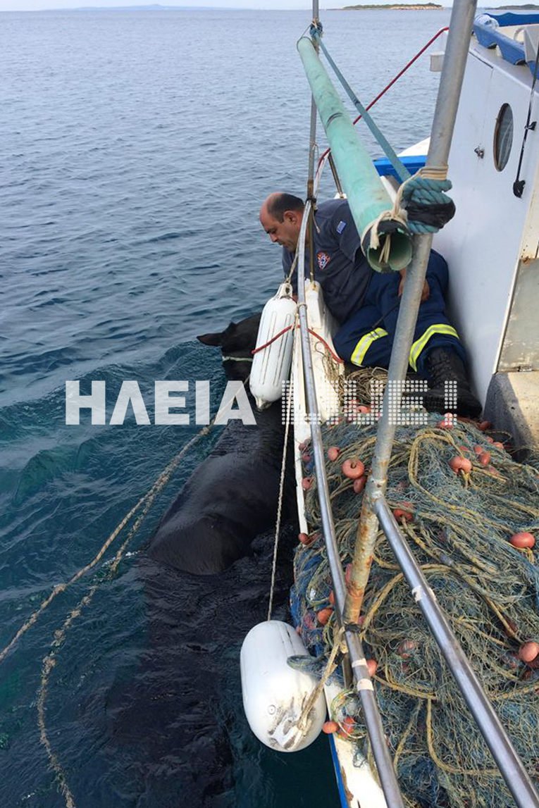 Ψαράδες σώζουν… άλογο που “πάλευε” στη θάλασσα επί 15 μέρες (video)