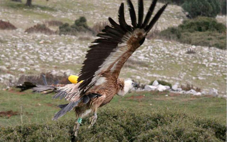 Ανεστάλη η λειτουργία του Κέντρου Περίθαλψης Άγριων Ζώων στην Αίγινα