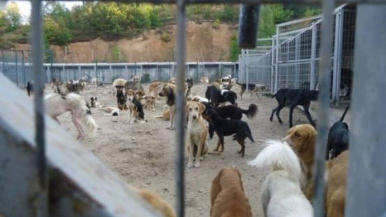 Συνελήφθη ο αντιδήμαρχος Σπάρτης για την αθλιότητα στο κυνοκομείο της πόλης