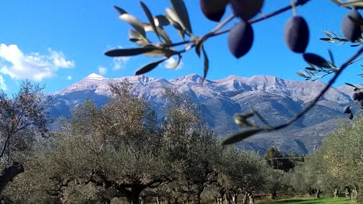 Έρευνα: Γιατί οι ελιές Καλαμών είναι οι πιο υγιεινές στον κόσμο