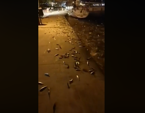 Ψάρια άρχισαν να βγαίνουν από τη θάλασσα στο λιμάνι της Πρέβεζας (vid)