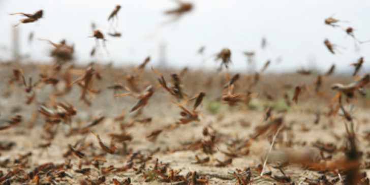 Επιδρομή εκατομμυρίων ακρίδων στη Σαρδηνία – Σε απόγνωση οι αγρότες