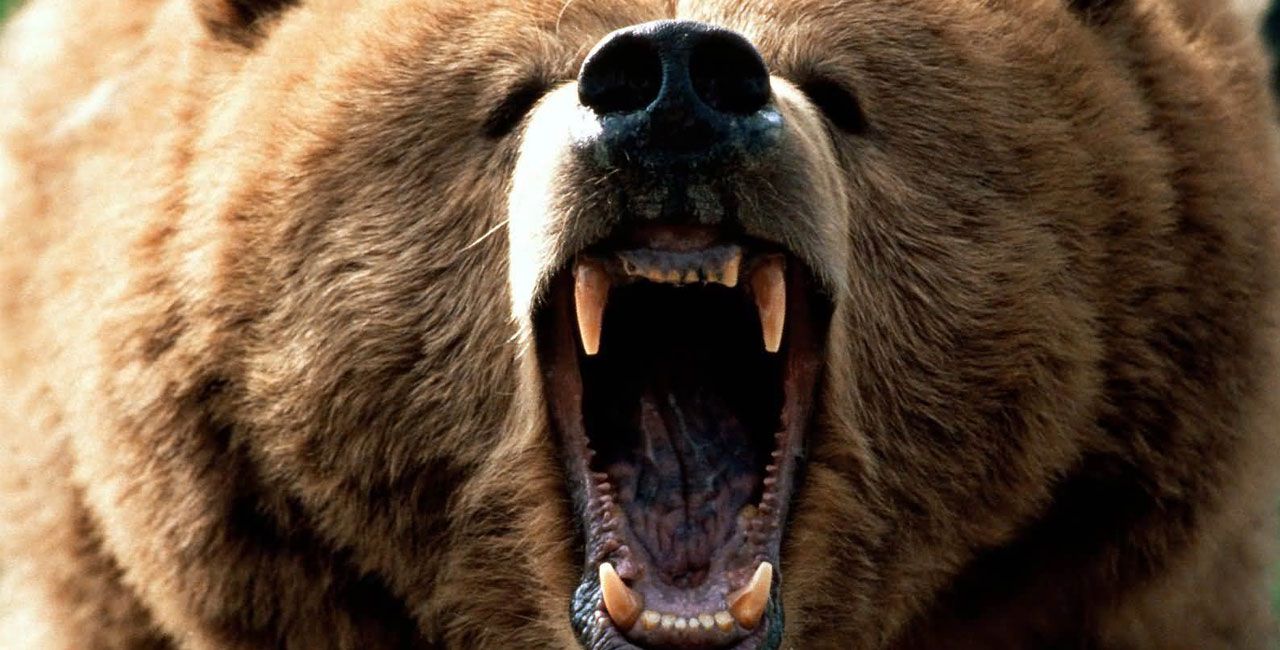 Αρκούδα κρατούσε στη φωλιά της άνδρα για ένα μήνα – Βρέθηκε ζωντανός,&hellip;