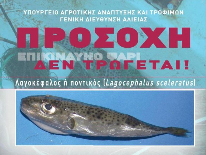 Μόνον στη Κρήτη μπορεί να συμβεί: Σερβίρουν φιλέτο λαγοκέφαλου….