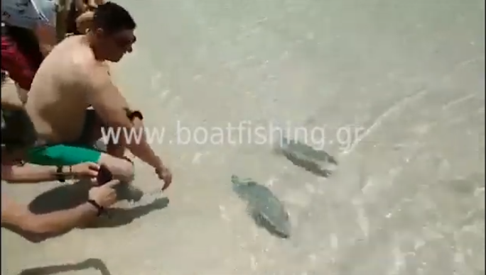 “Λαγοκέφαλος” δάγκωσε λουόμενο σε παραλία της Καρπάθου (vid)