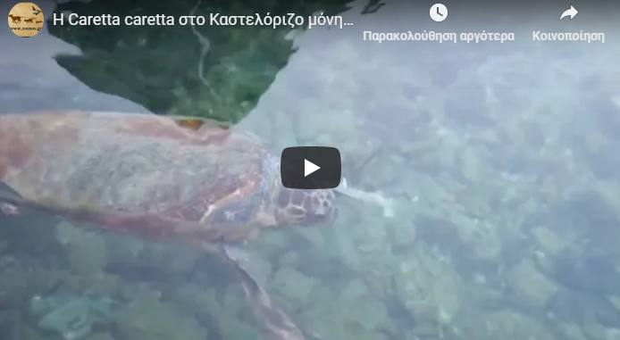 Η ΝΔ διαψεύδει ότι η θαλάσσια χελώνα καρέτα – καρέτα δέθηκε για να…