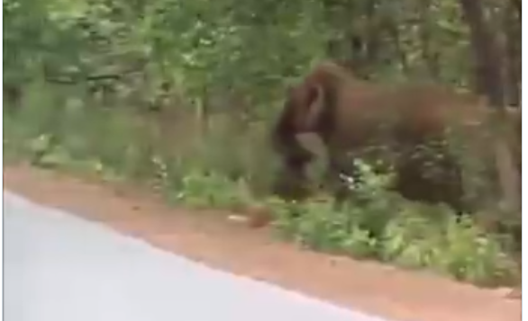 Το βίντεο που συγκλόνισε τον πλανήτη – Ελέφαντες κηδεύουν το νεκρό ελεφαντάκι τους