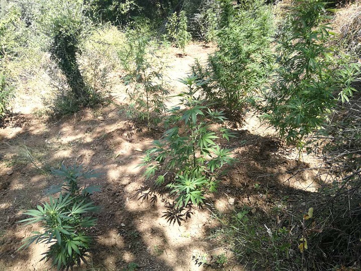 Σέρρες: Στο φως χασισοφυτεία με πάνω από 1.000 δενδρύλλια – 800.000 ο “τζίρος”