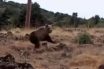 Τρόμος για βοσκό στην Καστοριά – Τον πήρε στο κυνήγι αρκούδα.. “Στέφανε η ζωή εδώ τελειώνει” (vid)