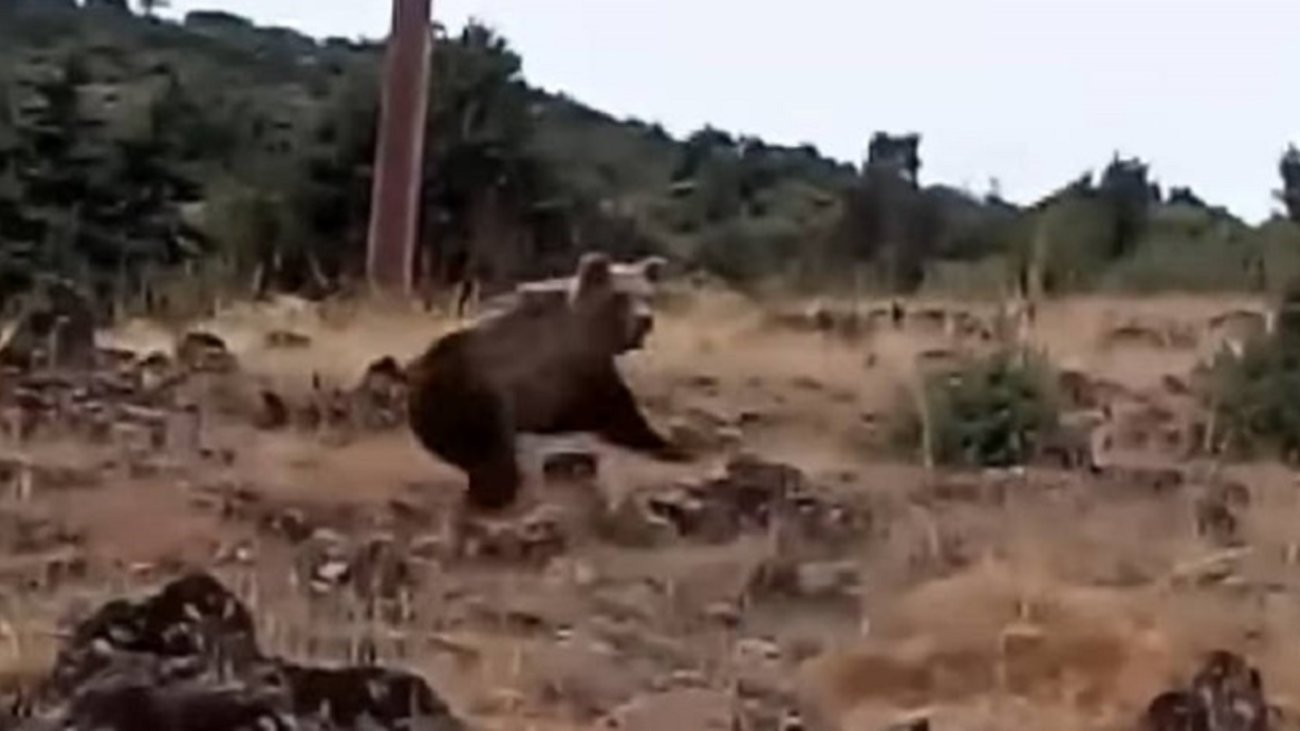 Τρόμος για βοσκό στην Καστοριά – Τον πήρε στο κυνήγι αρκούδα.. “Στέφανε η…