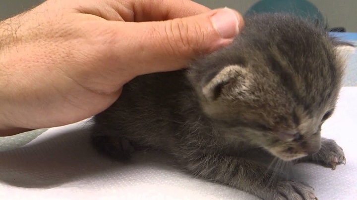 Δύο μαθητές βάσανισαν τυφλό γατάκι το οποίο σώθηκε την τελευταία στιγμή