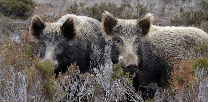 Μπόνους 100 ευρώ για κάθε νεκρό αγριογούρουνο – Σε ποιους νομούς ισχύει
