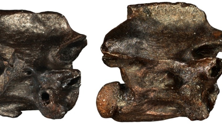 Εντοπίστηκαν στην Ελλάδα φίδια 6 εκατ. ετών που δεν υπάρχουν πουθενά στον κόσμο