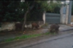 Τα αγριογούρουνα έφθασαν μέχρι… Ραφήνα (vid)