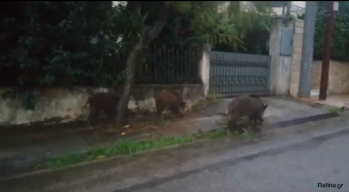 Τα αγριογούρουνα έφθασαν μέχρι… Ραφήνα (vid)