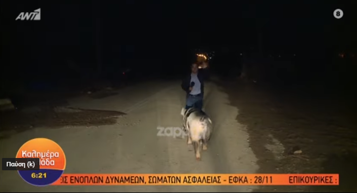 Για γέλια και για… κλάματα – Γουρούνι δάγκωσε ρεπόρτερ του Παπαδάκη την ώρα…
