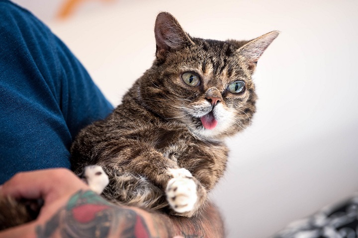 Πέθανε η Lil Bub – Η πιο διάσημη γάτα με 2,4 εκατ.&hellip;