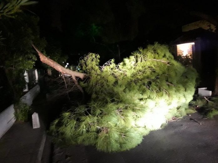 Πτώση δέντρου στα Βριλήσσια – Σοβαρά προβλήματα ηλεκτροδότησης