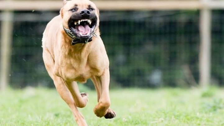 Το πιτ μπουλ ιερέα κατασπάραξε ταχυδρόμο – Εικόνες σοκ στο Βόλο