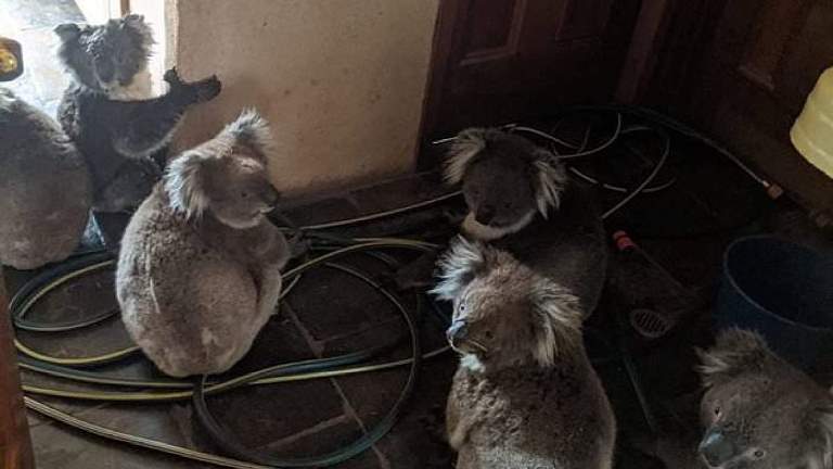 Αυστραλία: Το 1/3 των κοάλα της Νότιας Ουαλίας αφανίστηκε στις καταστροφικές πυρκαγιές