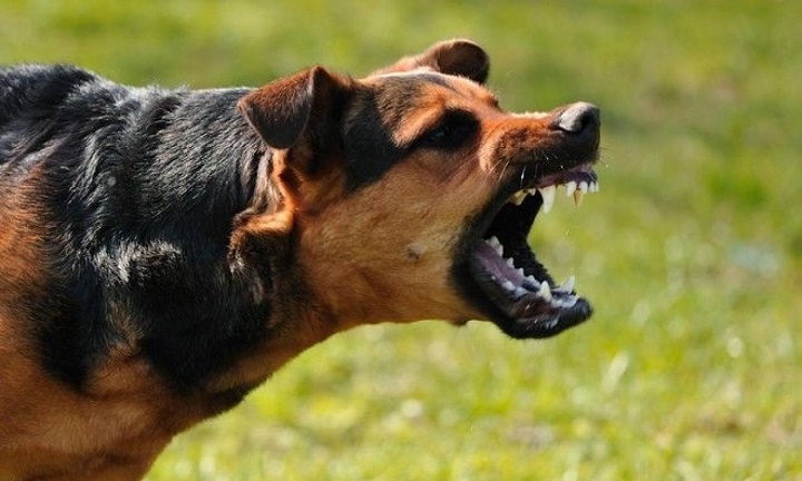 11χρονος δέχτηκε άγρια επίθεση σκύλου – Γείτονες τον γλίτωσαν από τα δόντια του