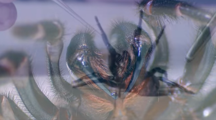 Αυστραλία: Μετά τις φονικές πυρκαγιές και τις πλημμύρες, οι θανατηφόρες αράχνες (vid)