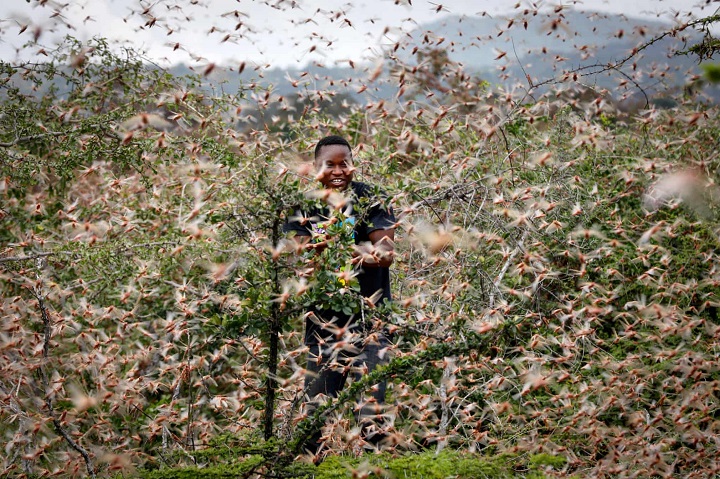 Μια από τις επτά πληγές στην Αφρική – Δισεκατομμύρια ακρίδες εξαφανίζουν σοδειές και βλάστηση (vid)