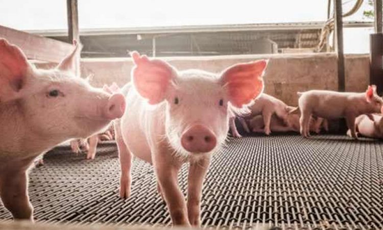 Σέρρες: Καθησυχαστικοί οι φορείς για την εμφάνιση της νόσου της αφρικανικής πανώλης