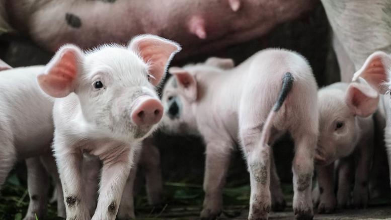 Συναγερμός στις Βρυξέλλες λόγω της έξαρσης της αφρικανικής πανώλης