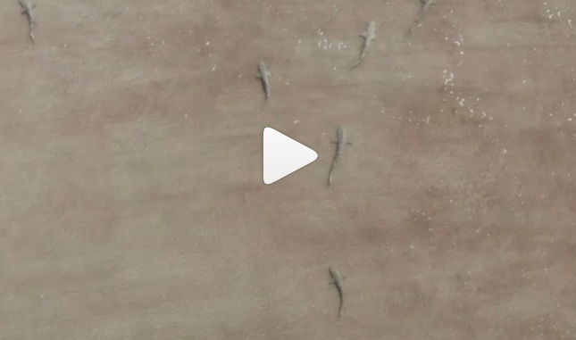 Σέρφερ έπαθε σοκ όταν αντιλήφθηκε ότι ήταν περικυκλωμένος από καρχαρίες (vid)