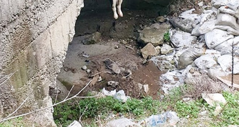 Κτηνωδία στη Νάξο: Κρέμασαν σκυλάκι από γέφυρα (σκληρές εικόνες)