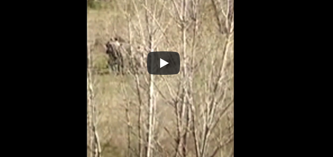 Έβρος: Τούρκοι ένστολοι ξυλοφορτώνουν και ξεφτιλίζουν πρόσφυγες (vid)