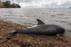 Νεκρά δελφίνια ξεβράζει η θάλασσα στον Μαυρίκιο