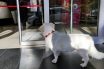 “Χάτσικο” στην Τουρκία: Σκυλάκι περίμενε για μέρες έξω από νοσοκομείο τον ιδιοκτήτη του