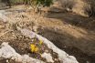 Η Ακρόπολη και οι γύρω της λόφοι φιλοξενούν πάνω από 220 είδη φυτών