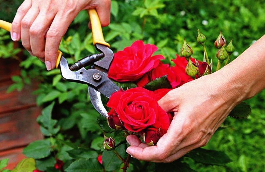 Ό,τι αναπτύσσεται, κόβεται