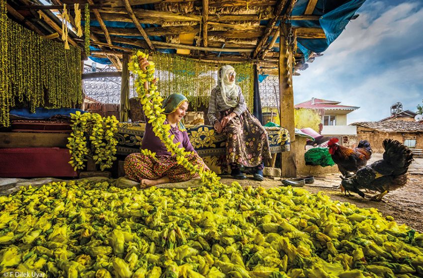 Τα άνθη της μπάμιας