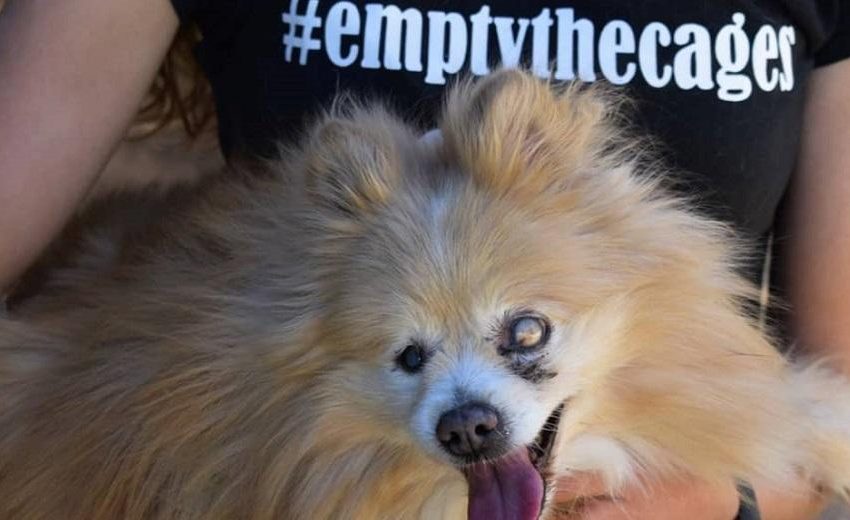 Να αδειάσουμε όλα τα κλουβιά – Κανένα αδέσποτο μη μείνει ξεχασμένο