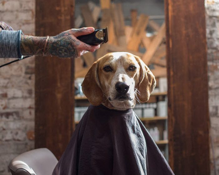 Ο αγαπημένος μου φίλος