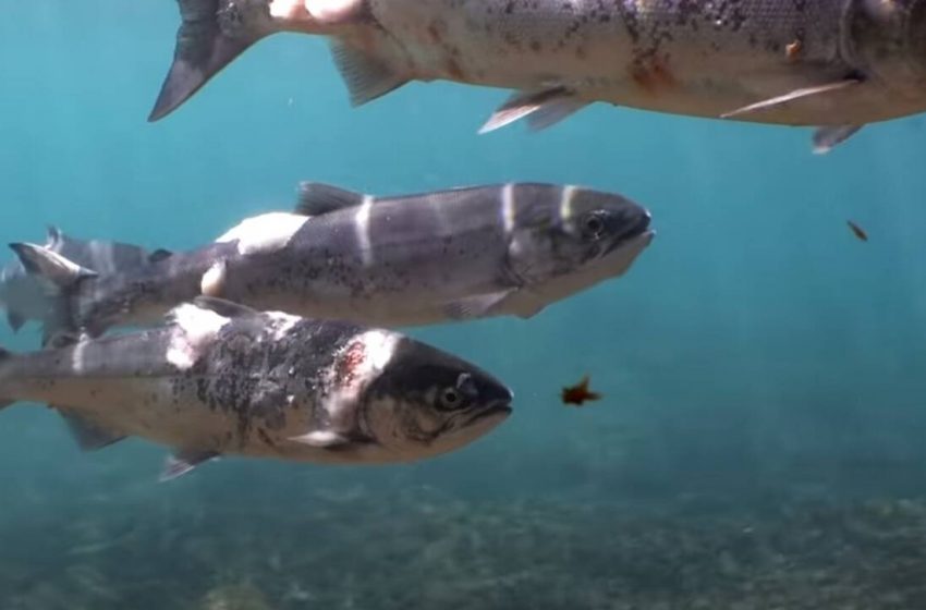 Σολομοί βράζουν ζωντανοί σε ποταμό από τον καύσωνα