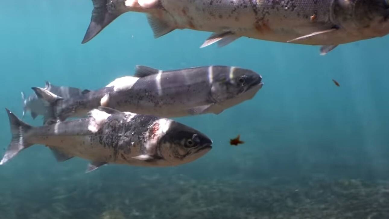 Σολομοί βράζουν ζωντανοί σε ποταμό από τον καύσωνα