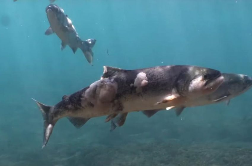 Σολομοί βράζουν ζωντανοί σε ποτάμι