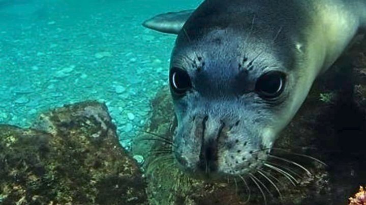 Mom: Αμοιβή 18.000 ευρώ για πληροφορίες που θα οδηγήσουν στη σύλληψη του δολοφόνου της φώκιας «Κωστής»