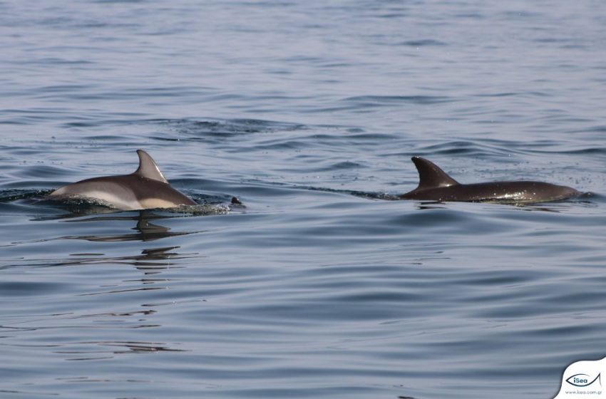 Τα δελφίνια του Θερμαϊκού καταγράφει η @IseaOrg