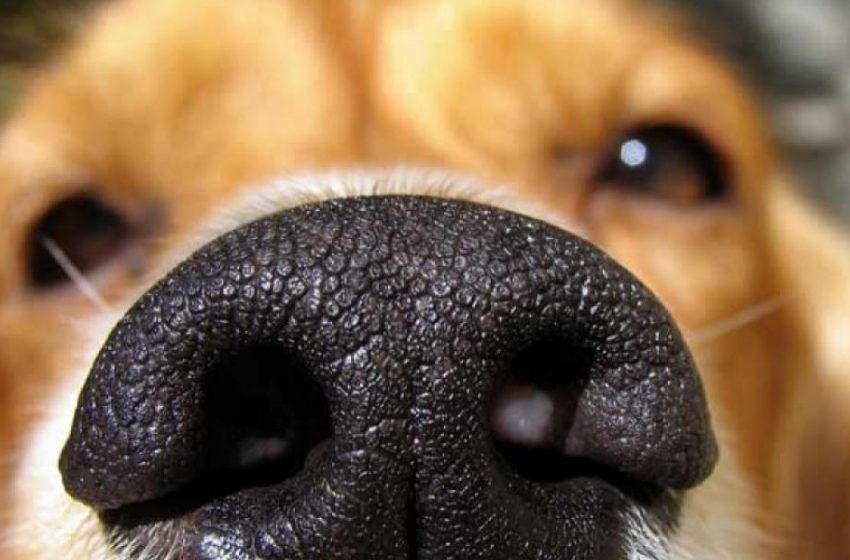 Έναν σκύλο, αντί για τεστ κοροναϊού